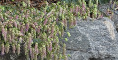 Origanum libanoticum