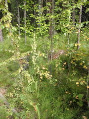 Rumex pseudonatronatus