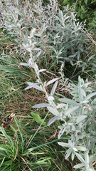 Artemisia ludoviciana