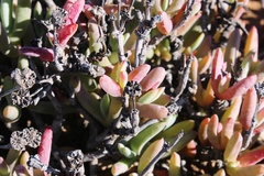 Malephora purpureocrocea