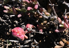 Malephora purpureocrocea