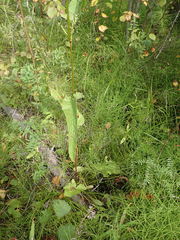 Rumex pseudonatronatus