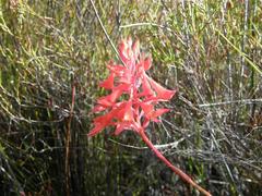 Disa ferruginea
