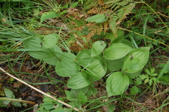 Cypripedium macranthos