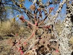 Opuntia salmiana