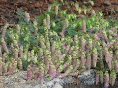Origanum libanoticum