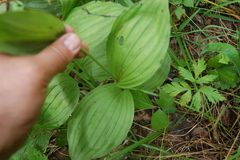 Cypripedium macranthos