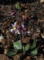 Cyanella orchidiformis