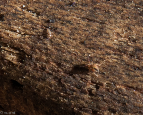 Dicyrtomina tuberculata
