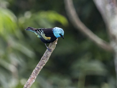 Stilpnia cyanicollis