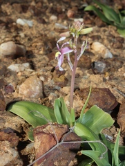 Cyanella orchidiformis