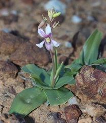 Cyanella orchidiformis