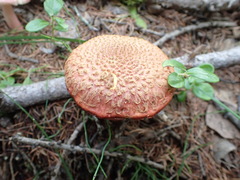 Suillus spectabilis