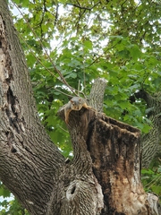 Sciurus niger