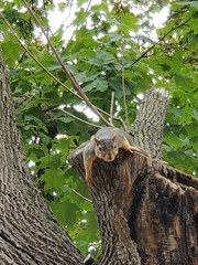 Sciurus niger