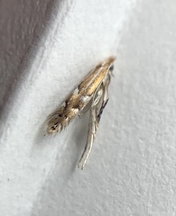 Phyllonorycter alaskana