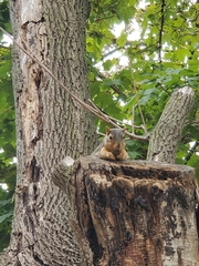 Sciurus niger
