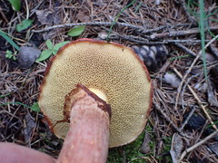 Suillus spectabilis