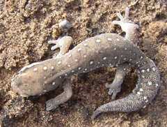 Pachydactylus geitje