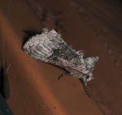 Syngrapha viridisigma