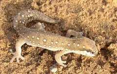 Pachydactylus geitje