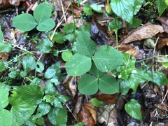 Trifolium stoloniferum