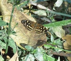 Anthanassa ptolyca amator