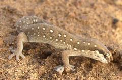 Pachydactylus geitje