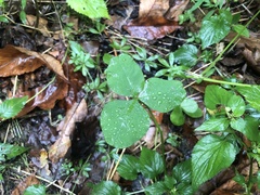 Trifolium stoloniferum