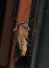 Syngrapha viridisigma