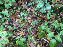 Trifolium stoloniferum