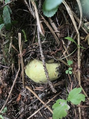 Truncocolumella citrina