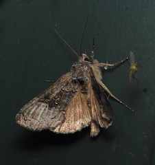 Syngrapha viridisigma