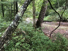 Trifolium stoloniferum