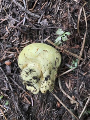 Truncocolumella citrina