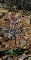 Cyanella orchidiformis