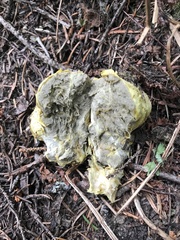 Truncocolumella citrina