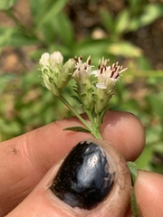 Sericocarpus oregonensis