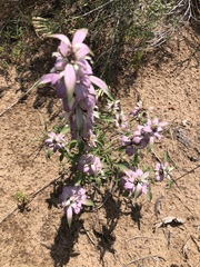 Monarda humilis