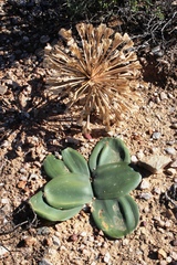 Brunsvigia bosmaniae