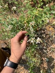 Sericocarpus oregonensis