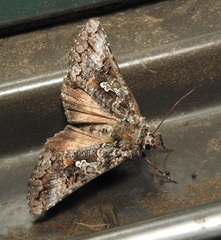 Syngrapha alias