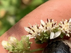 Sericocarpus oregonensis