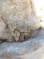 Crassula sericea