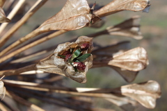 Brunsvigia bosmaniae