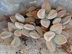 Crassula sericea