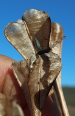 Brunsvigia bosmaniae