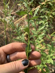 Sericocarpus oregonensis
