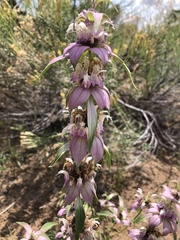 Monarda humilis