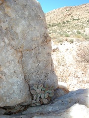 Crassula sericea